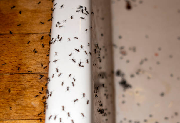 Best Pest Prevention Services  in Osceola Mills, PA